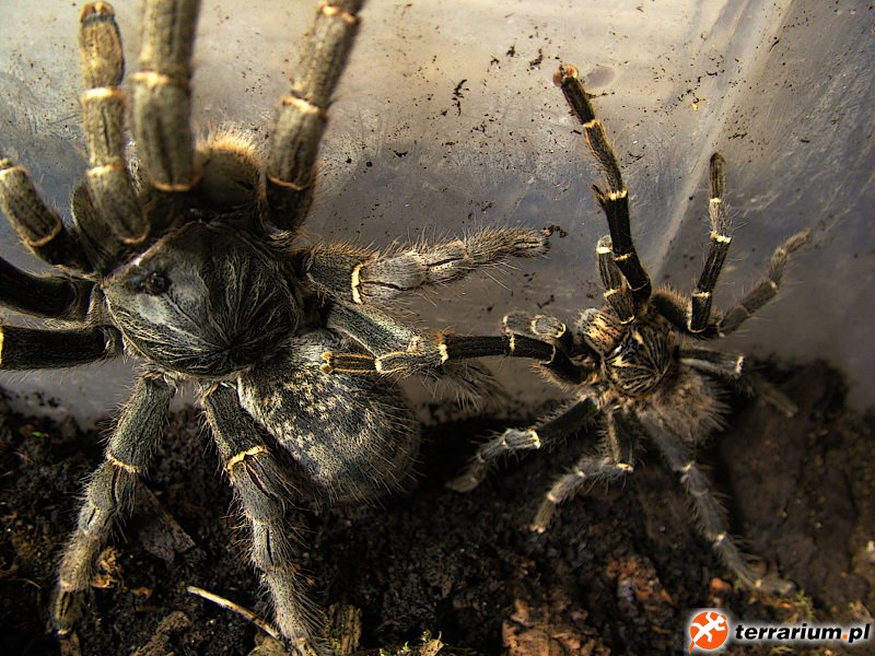 P.chordatus.2016.02.13.matting