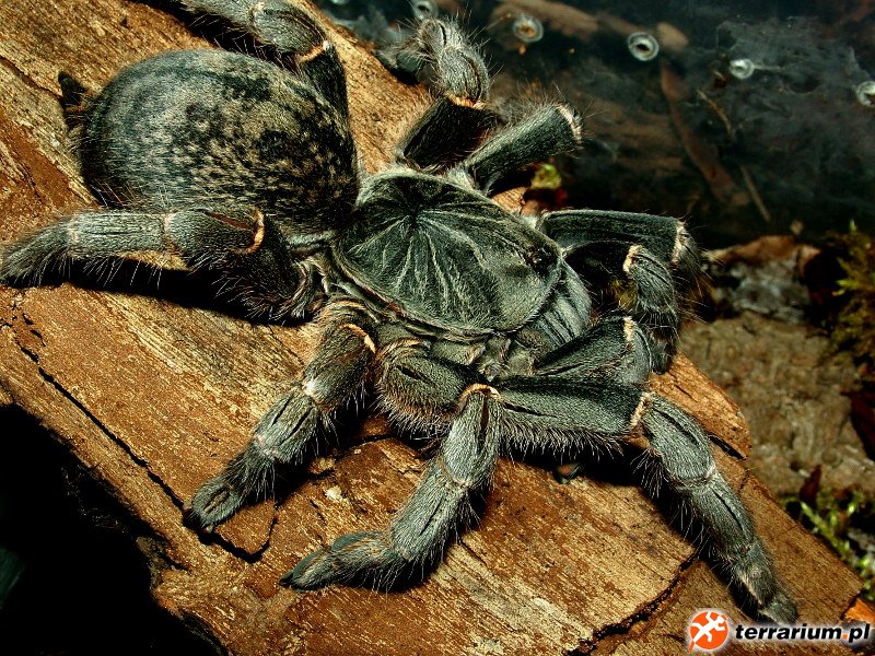 P.chordatus.2016.02.08