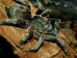 P.chordatus.2016.02.08 P.chordatus.2016.02.08