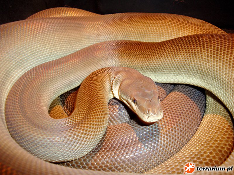 Liasis olivaceus olivaceus
