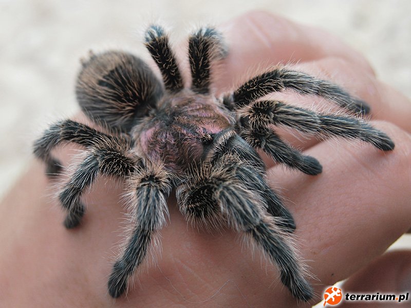 Grammostola rosea - samiec sub