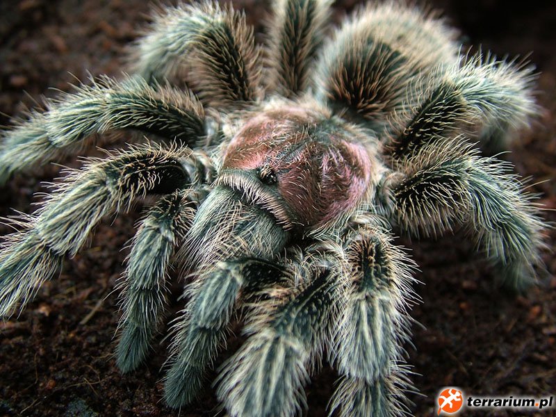 Grammostola rosea - samiec sub