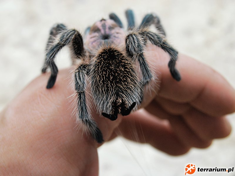 Grammostola rosea - samiec sub