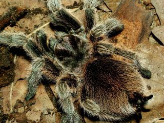 G.rosea.classic.2016.02.07