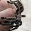 Grammostola rosea - samiec sub