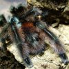 A.versicolor.2016.02.09.(004)