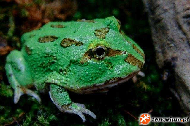 Ceratophrys Cranwelli Peppermint/ Teal Ceratophrys Cranwelli Peppermint/ Teal