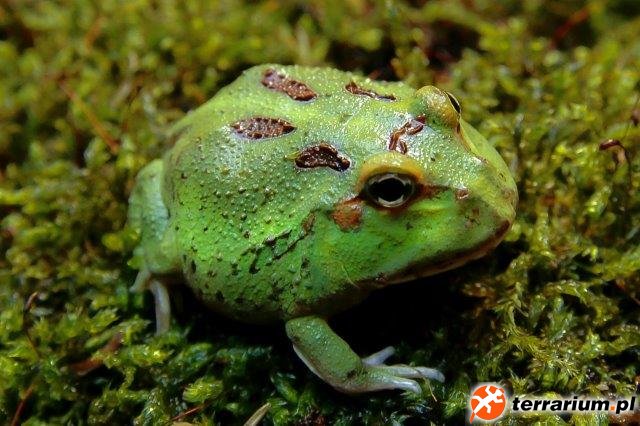 Ceratophrys cranwelli High Green/ Reduced Pattern Ceratophrys cranwelli High Green/ Reduced Pattern