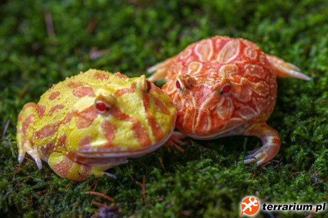 Ceratophrys cranwelli Albino Classic and Strawberry Ceratophrys cranwelli Albino Classic and Strawberry