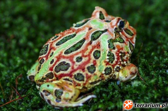 Ceratophrys cranwelli   Rainbow  4 mnts old