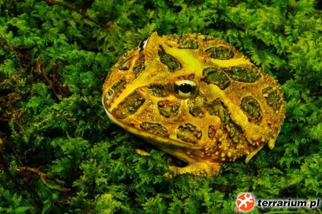 Ceratophrys cranwelli  Brown