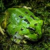 Ceratophrys stolzmani