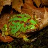 Ceratophrys cranwelli   Lipstick