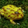 Ceratophrys cranwelli   Albino Classic