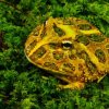 Ceratophrys cranwelli  Brown