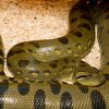Eunectes murinus