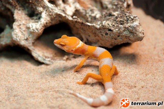 Eublepharus macularis Sunglow (Albino Tangerine Tornado) mlody