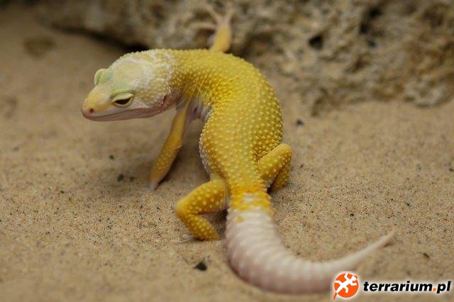 Eublepharus macularis Albino Lemon Leucistic Adult Eublepharus macularis Albino Lemon Leucistic Adult