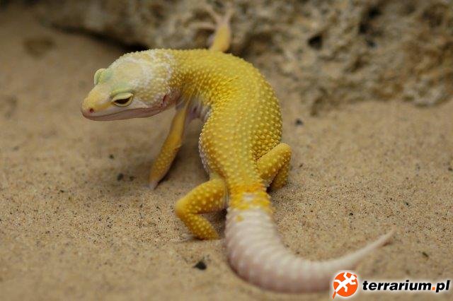 Eublepharus macularis Albino Lemon Leucistic Adult