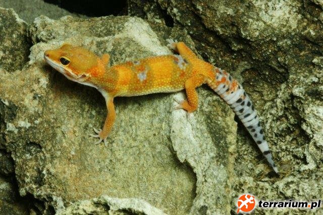 Eublepharus macularis   Calico/Firefox