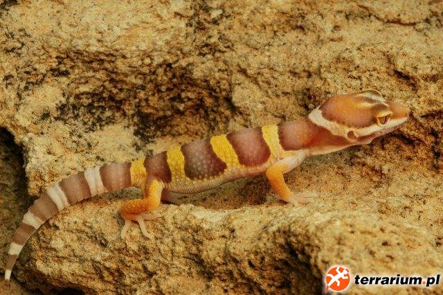 Eublepharus macularis Pastel Albino