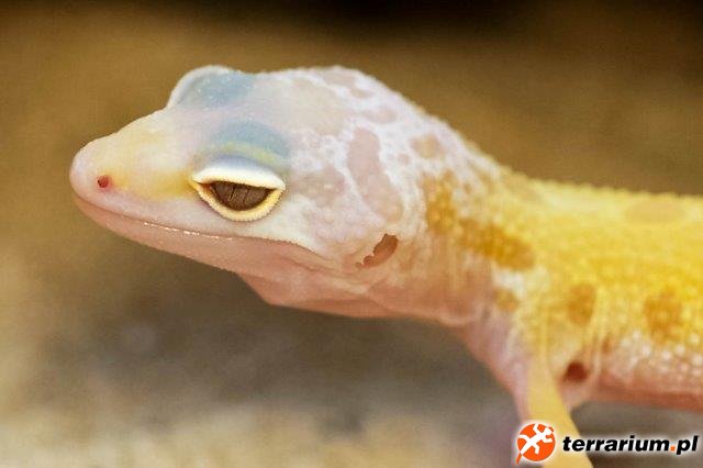 Eublepharus macularis Albino Lemon Leucistic 2