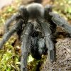 G.pulchra.2016.02.12(001)