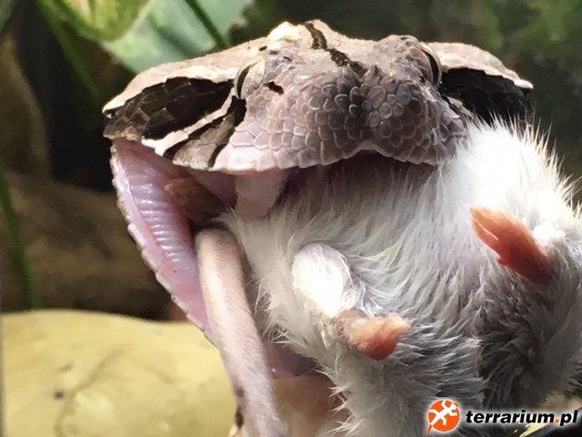 Bitis gabonica