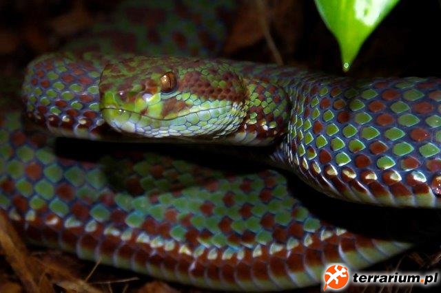 Trimmeresurus kanburiensis
