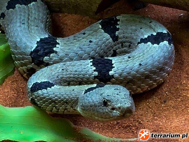 Crotalus klauberi
