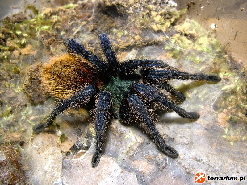 Ch.cyaneopubescens.2016.02.19(001)