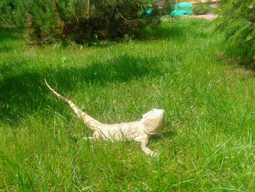 Lato