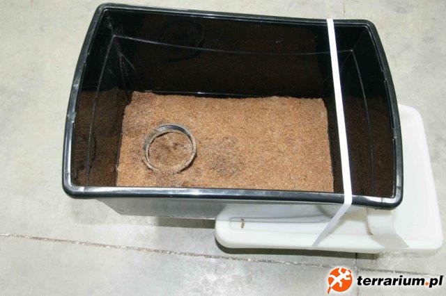 Bearded Dragon Egg laying device 3
