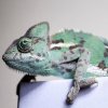 kameleon