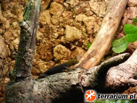 5. Samiec Gonatodes albogularis fuscus wygrzewa się