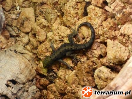 13. Samiec Gonatodes albogularis fuscus