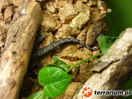 10. Samiec Gonatodes albogularis fuscus