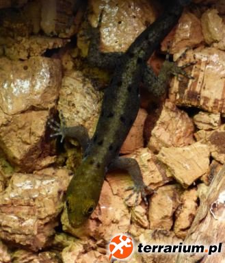 18. Samiec Gonatodes albogularis fuscus
