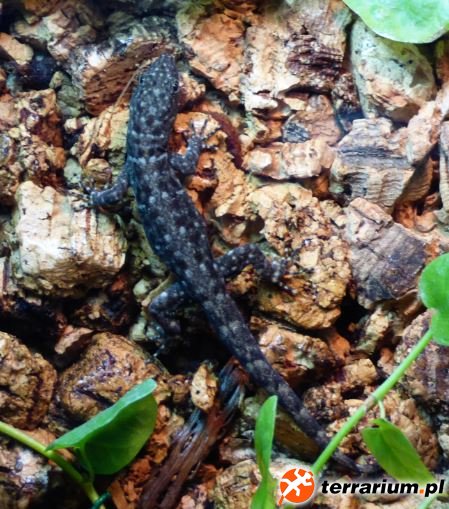 27. Samiczka Gonatodes albogularis fuscus
