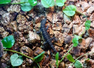23. Samiczka Gonatodes albogularis fuscus