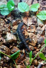 25. Samiczka Gonatodes albogularis fuscus