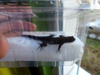 1. Gonatodes albogularis fuscus (samiec)