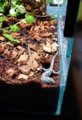20. Samiczka Gonatodes albogularis fuscus