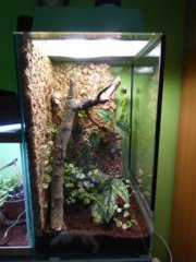 2. Terrarium dla parki Gonatodes albogularis fuscus