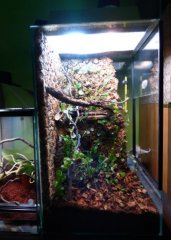 19. Terrarium dla parki Gonatodes albogularis fuscus