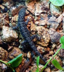 27. Samiczka Gonatodes albogularis fuscus