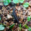 23. Samiczka Gonatodes albogularis fuscus