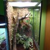 2. Terrarium dla parki Gonatodes albogularis fuscus