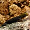 15. Samiec Gonatodes albogularis fuscus 15. Samiec Gonatodes albogularis fuscus