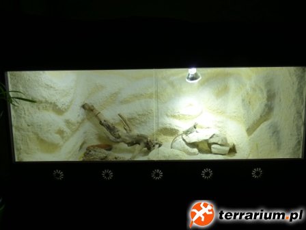 23. Szersze spojrzenie na terrarium oświetlone żarówkami Lucky Reptile Bright Sun DESERT 35W i Osram Duluxstar Mini Twist 6500K 15W